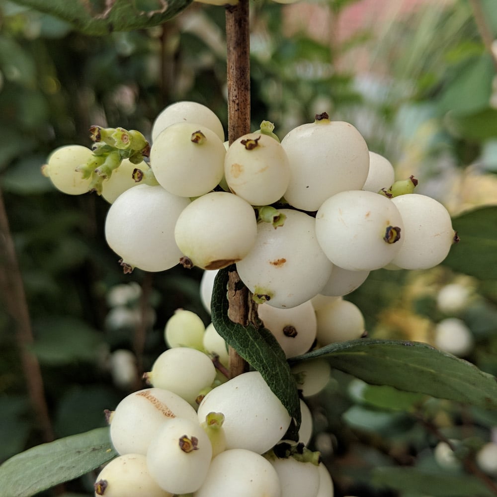 Symphoricarpos doornsbosii Magical® Avalanche