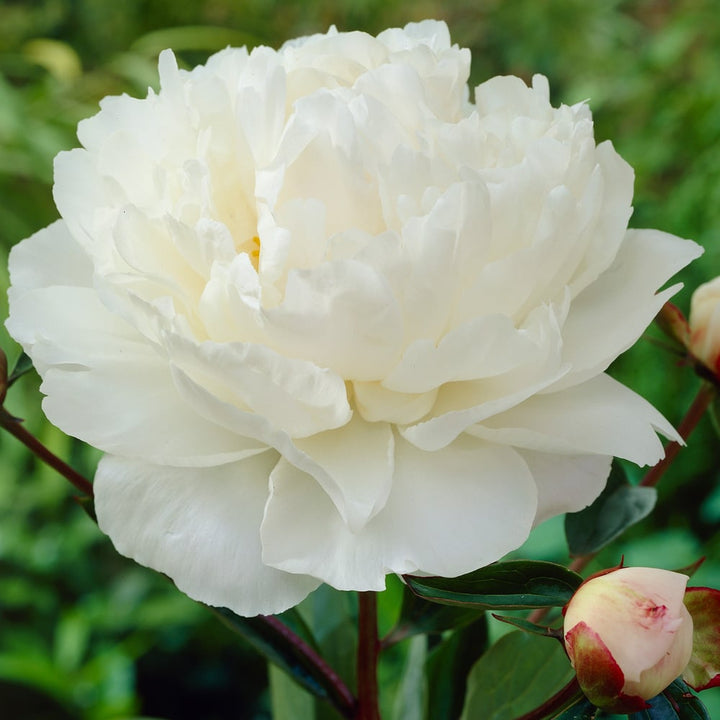 Uncommon Treasures Peony Trio