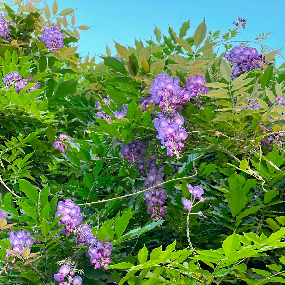 Wisteria frutescens 'Amethyst Falls'
