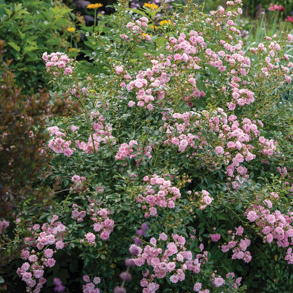 Rose 'The Fairy'