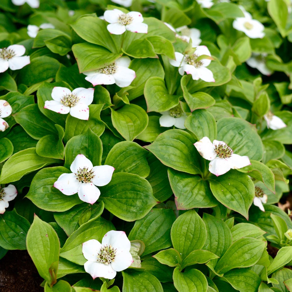 Cornus canadensis