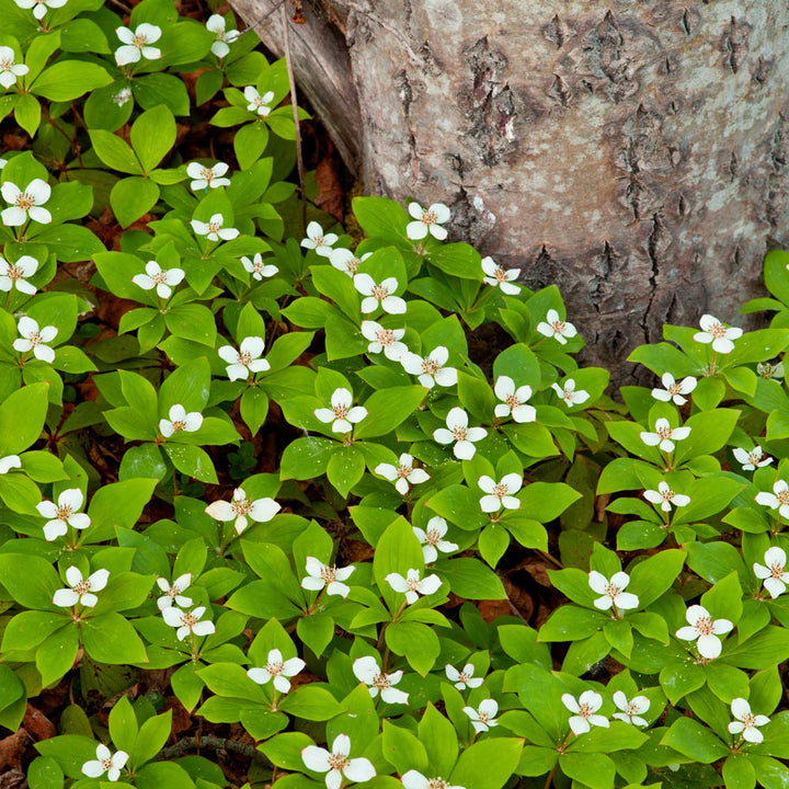 Cornus canadensis