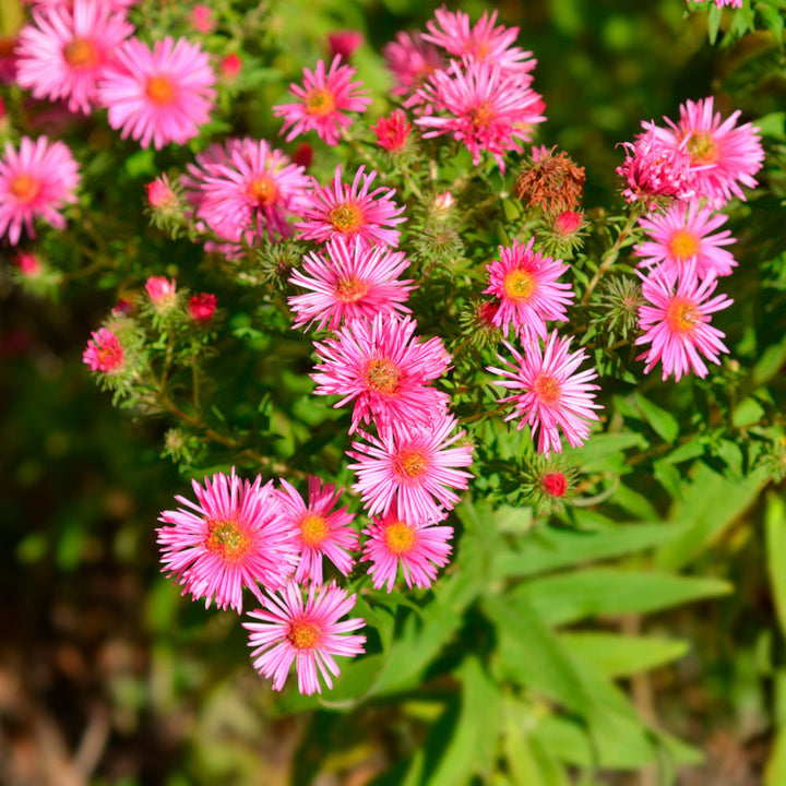 Symphyotrichum novae-angliae 'Alma Potschke'