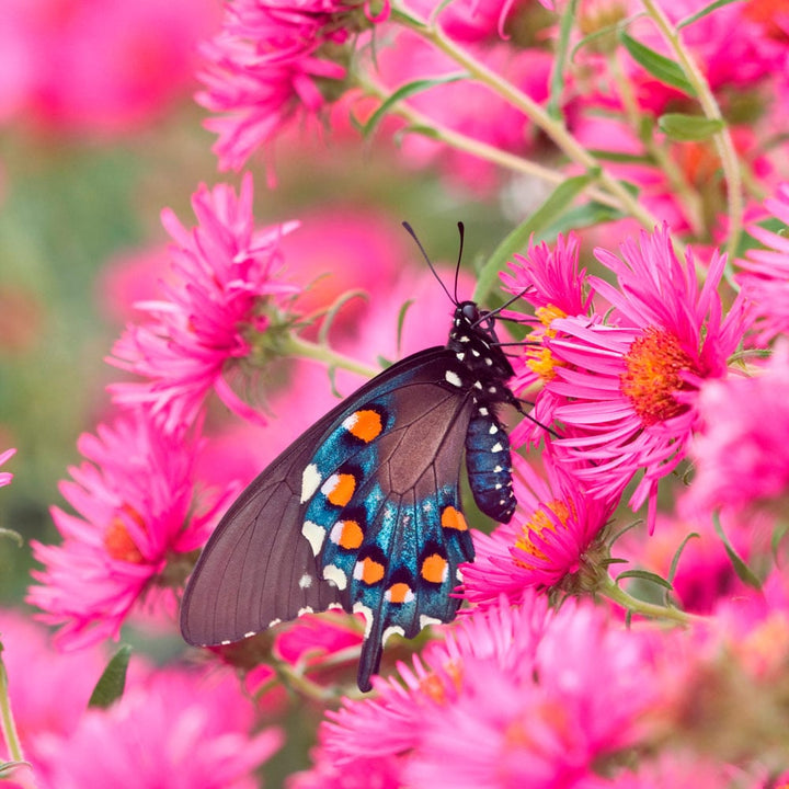 Symphyotrichum novae-angliae 'Alma Potschke'