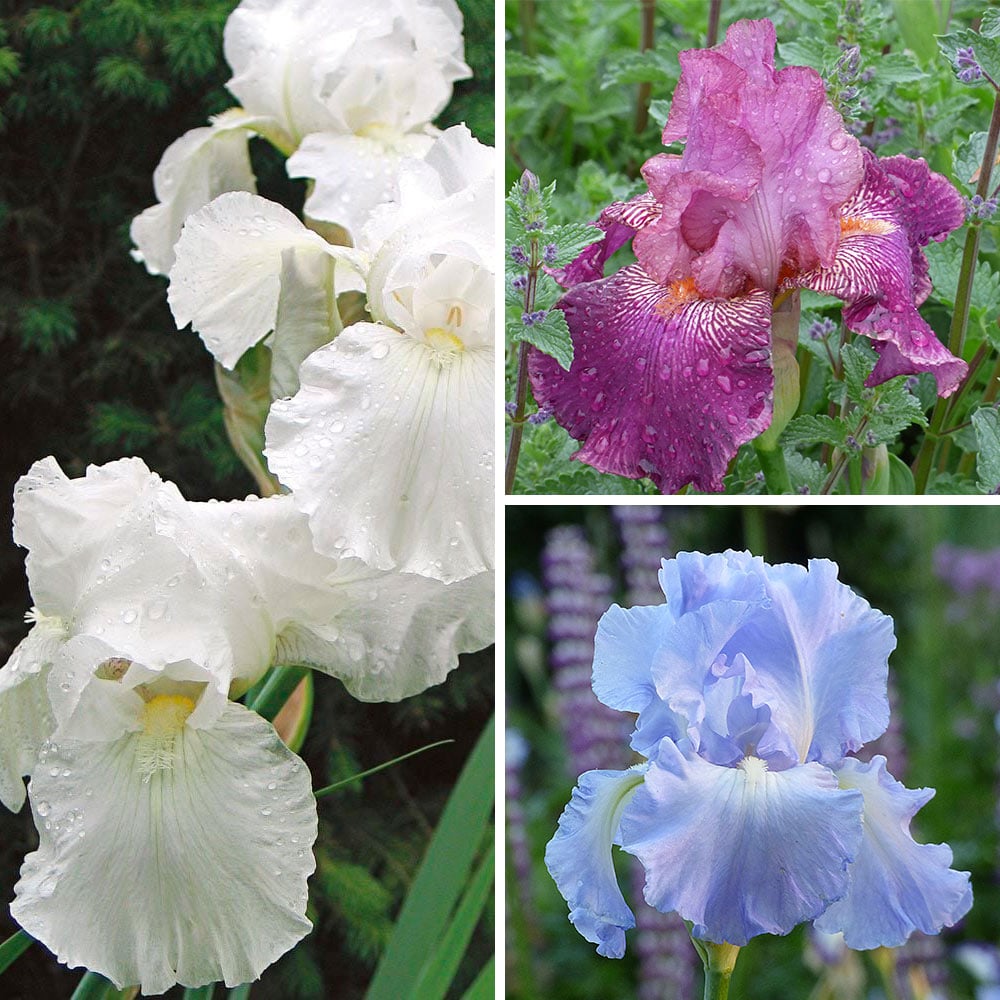Reblooming Tall Bearded Iris Collection, 3 plants