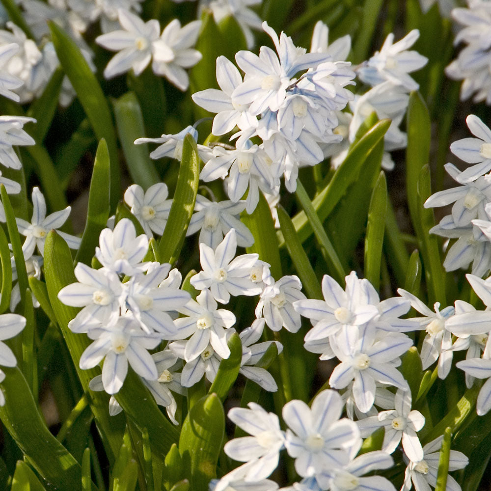 Puschkinia scilloides var. libanotica