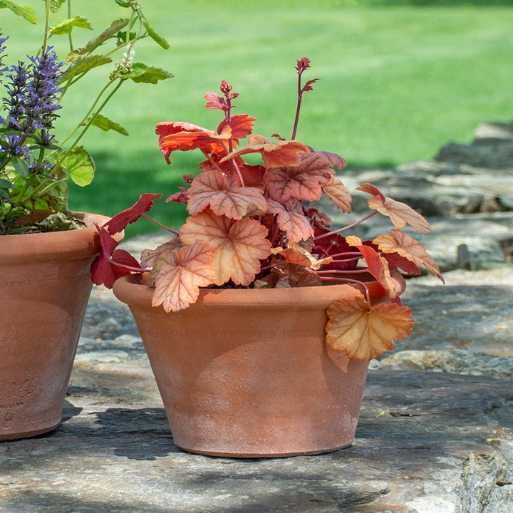 Whichford Halfpot