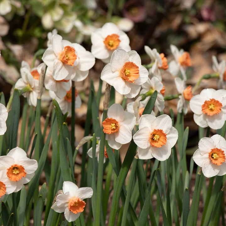Narcissus 'Brooke Ager'