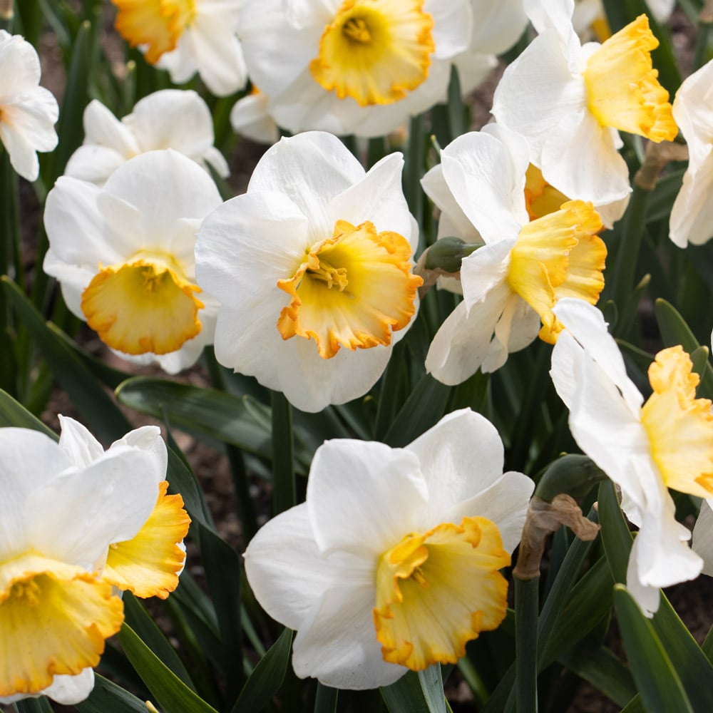 Narcissus 'Hawaiian Skies'