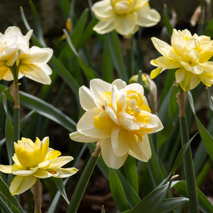 Narcissus 'Ambon'