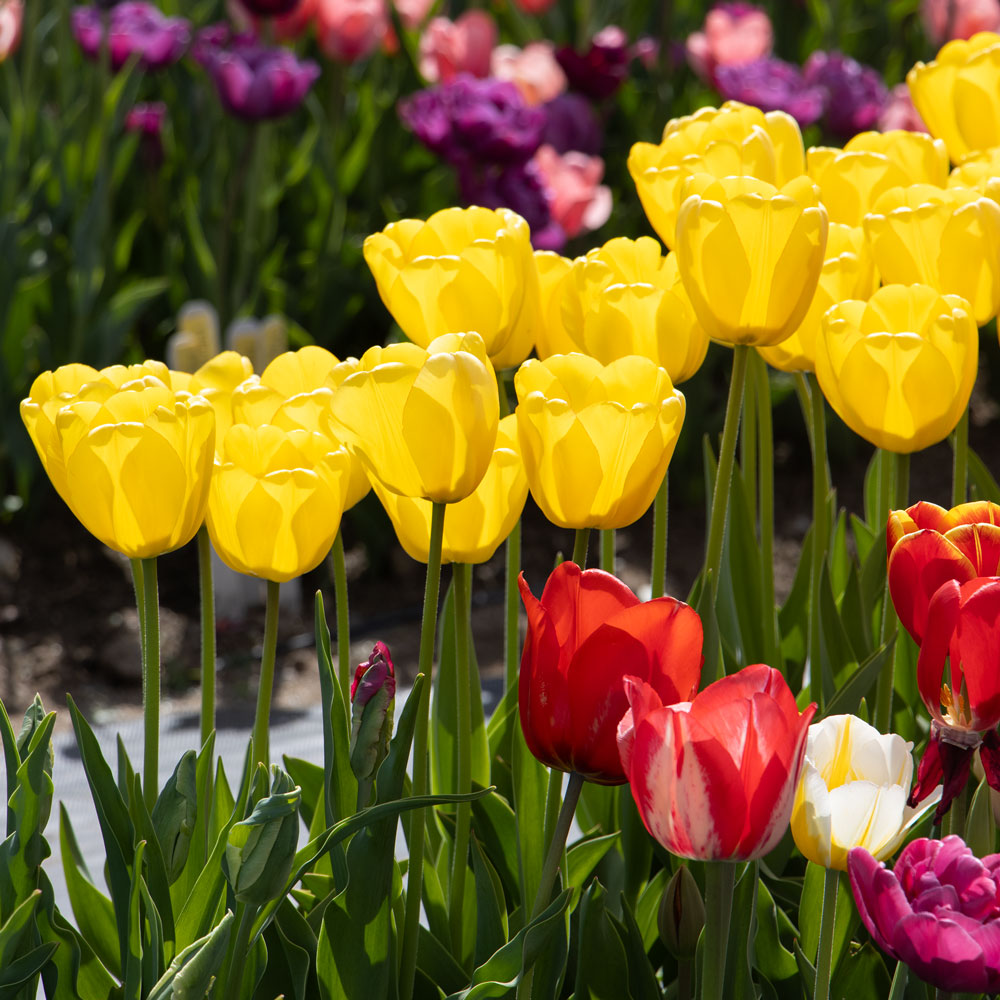 White Flower Farm Yellow Perennial Tulip