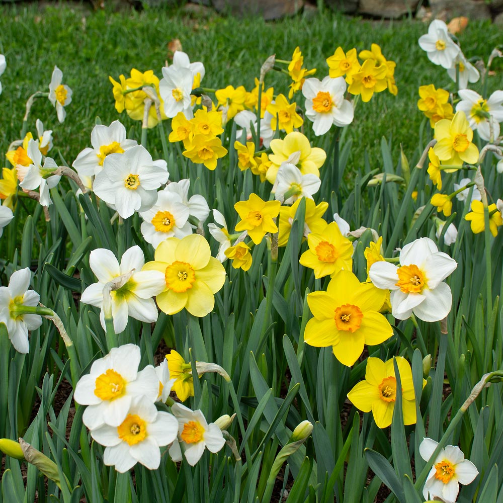 Small-Cupped Narcissus Mix