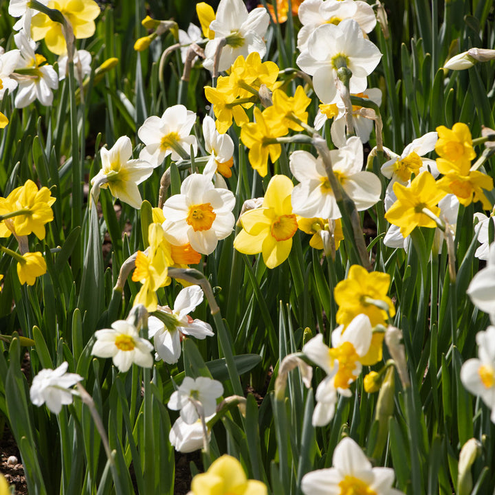 Small-Cupped Narcissus Mix