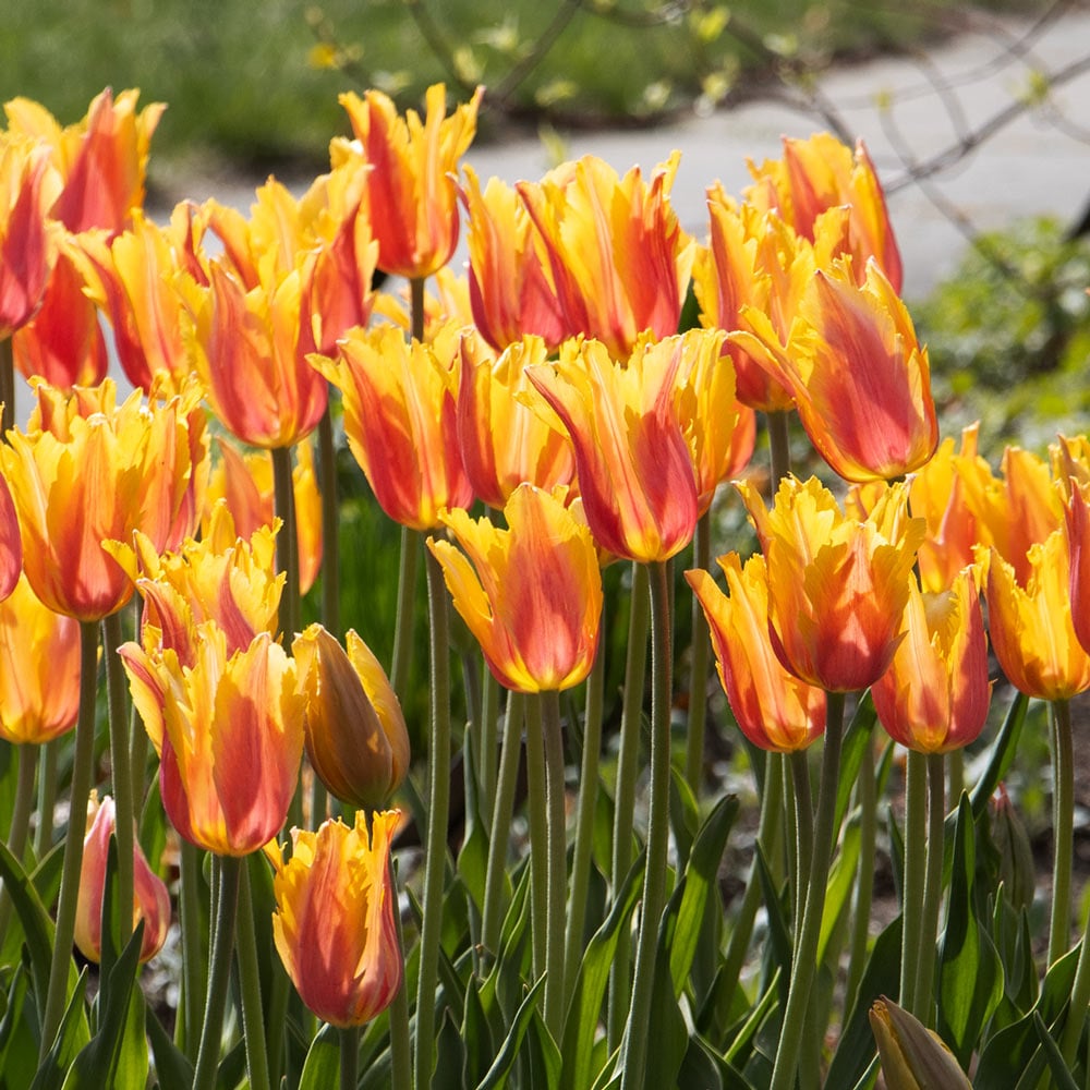 Tulip 'Flaming Memory'
