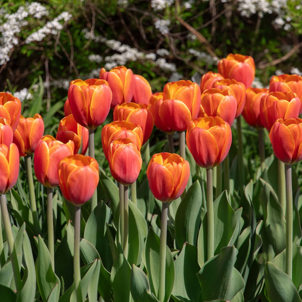 Tulip 'Triple A' – White Flower Farm