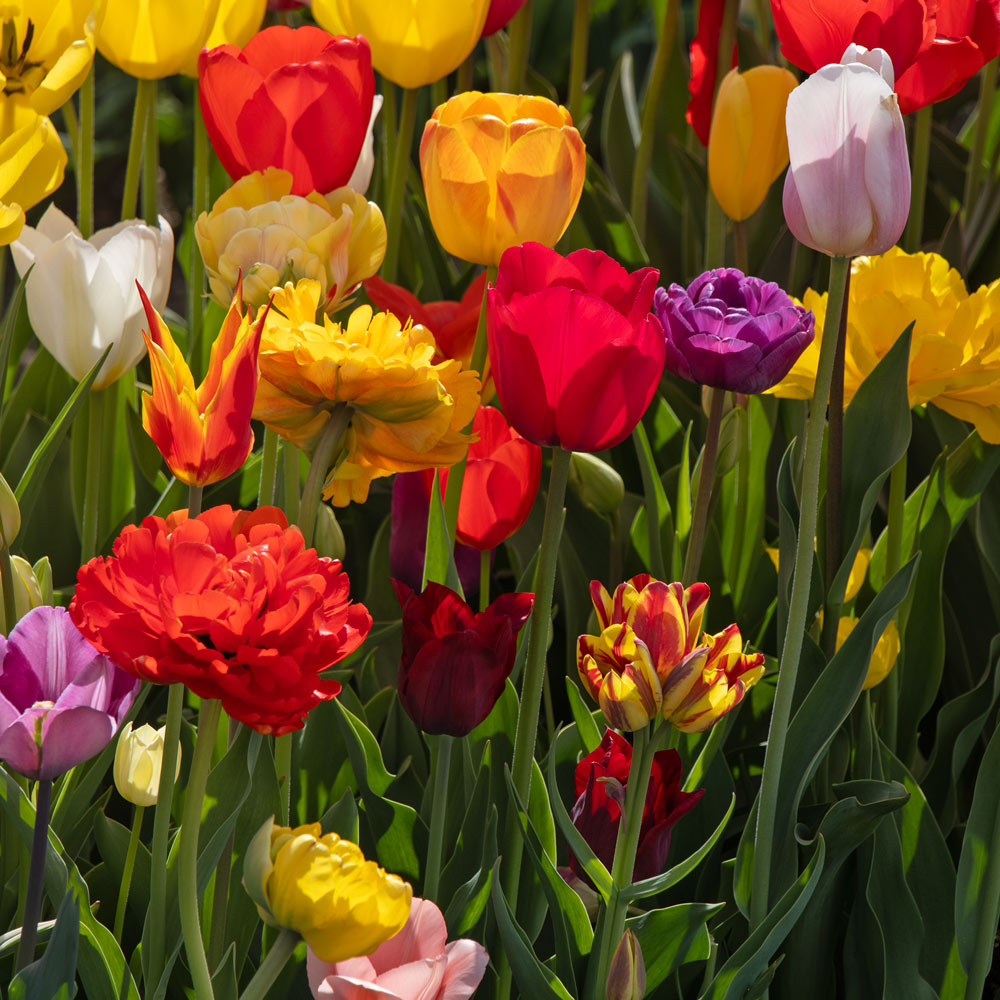 Stretch Tulip Mix