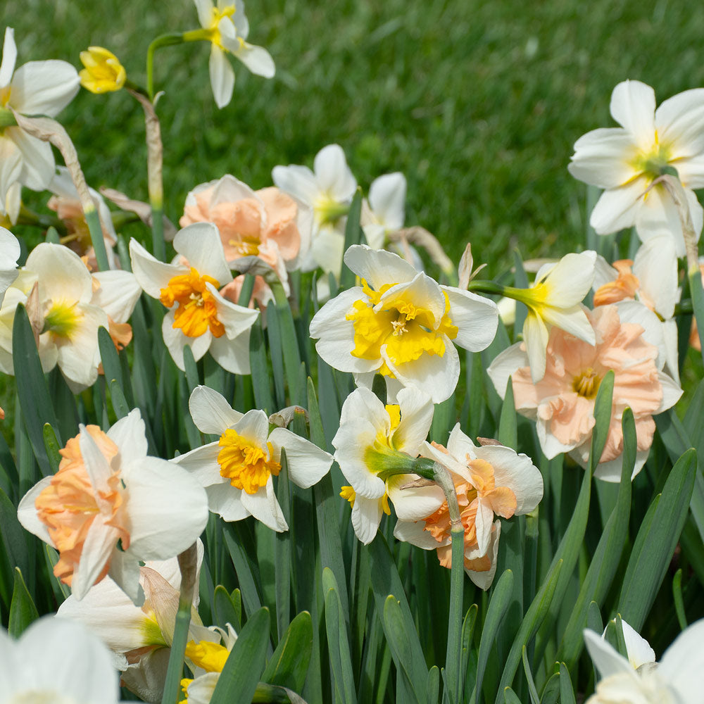 A Mix of Butterfly Daffodils