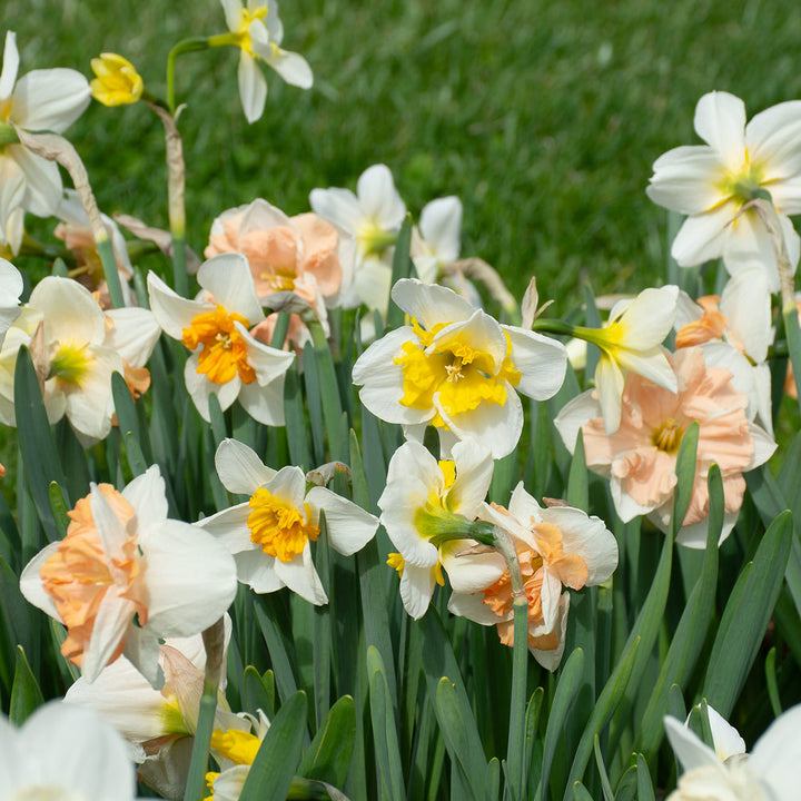 A Mix of Butterfly Daffodils