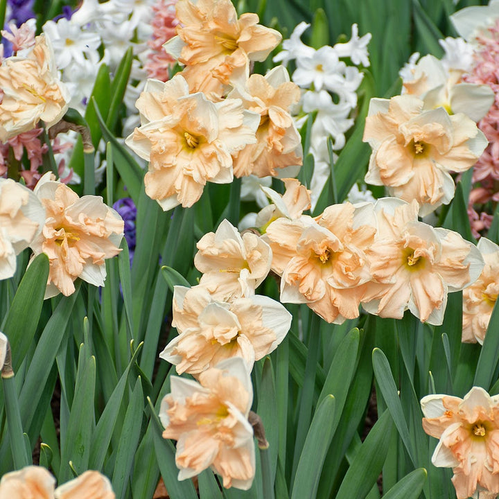 First Blush - Pink Narcissus Mix
