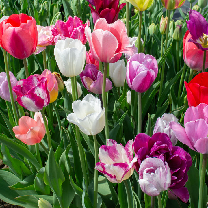 Pastel Stretch Tulip Mix