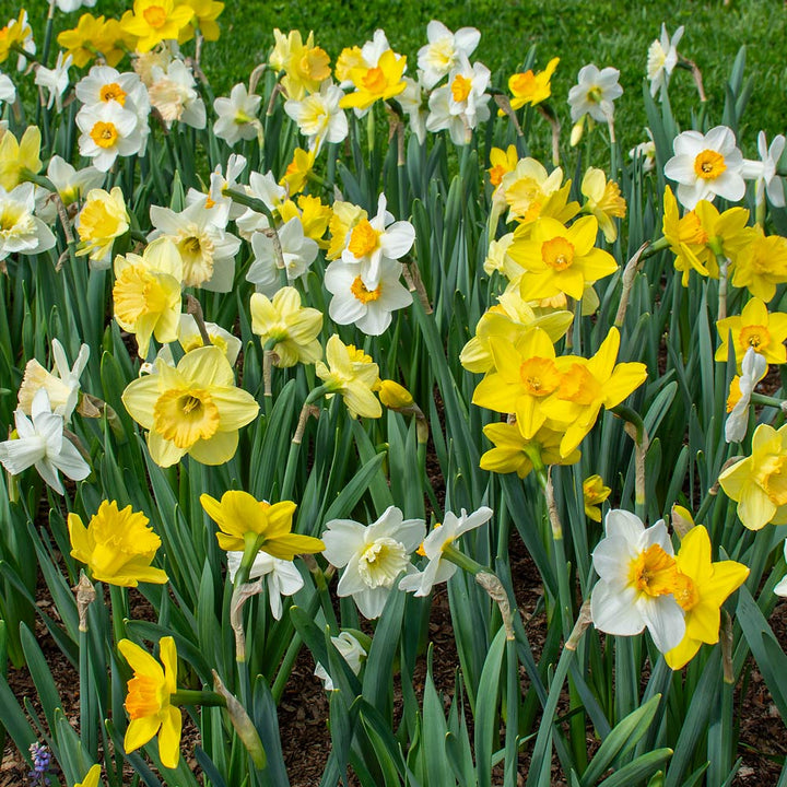 Weatherproof Large-Cupped Daffodil Mix