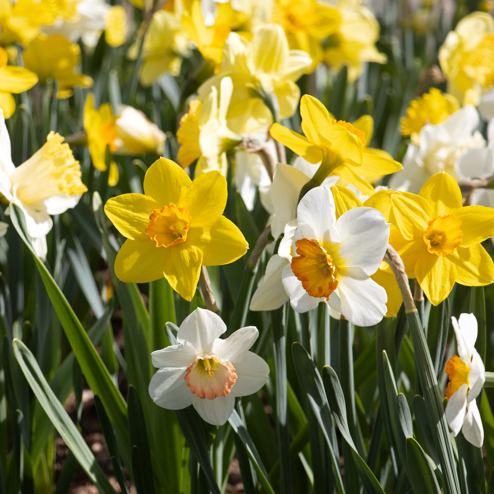 Weatherproof Large-Cupped Daffodil Mix