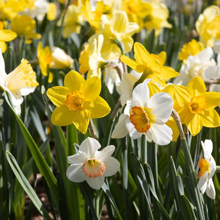 Weatherproof Large-Cupped Daffodil Mix