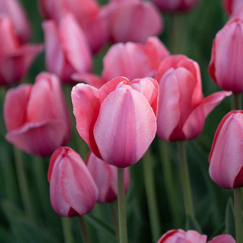 Tulip 'Pink Impression'