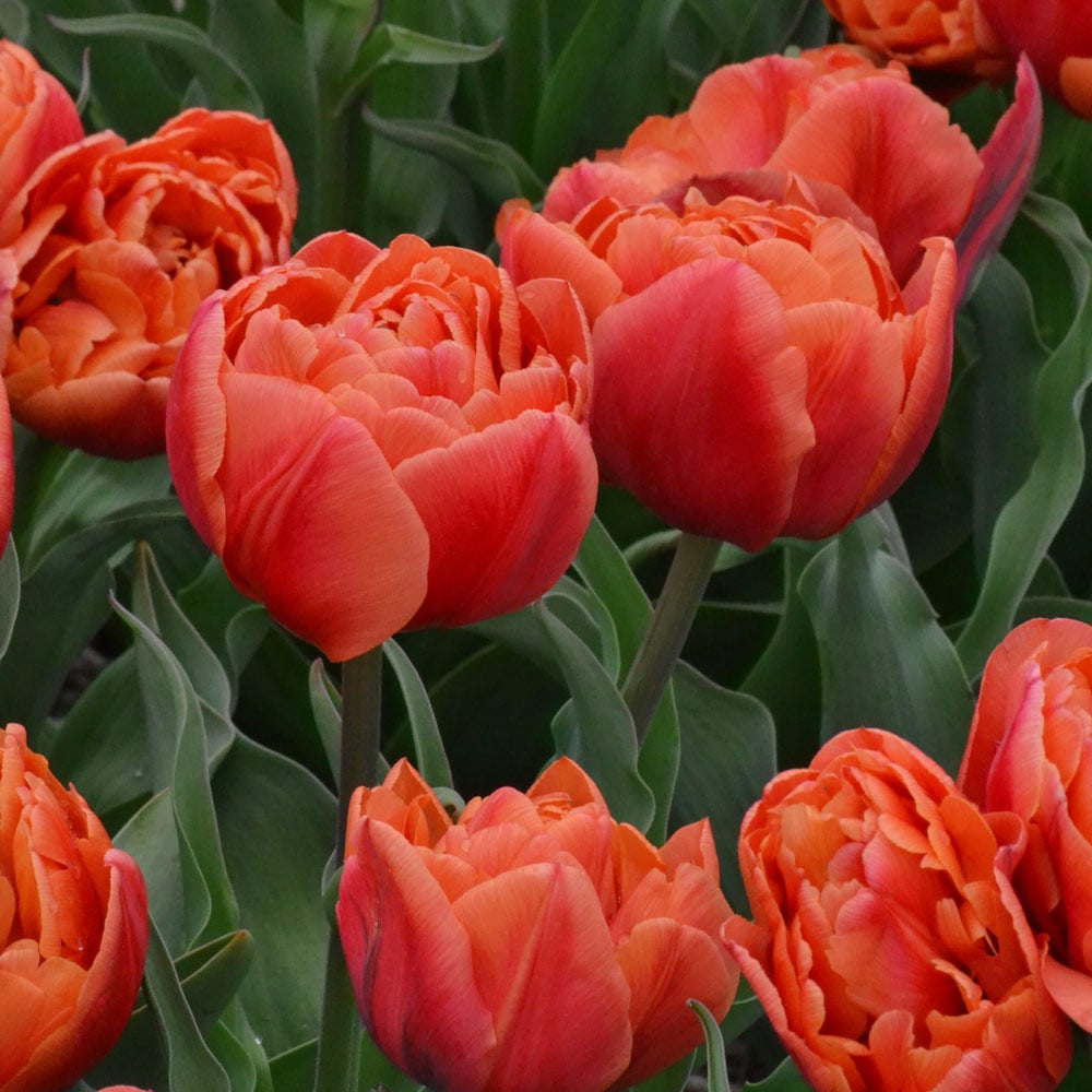 Tulip 'Caracas'
