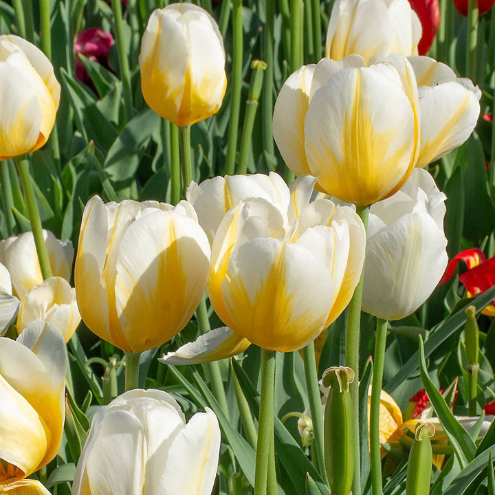 Tulip 'Lemon Chiffon'