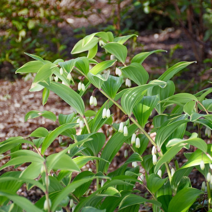 Polygonatum odoratum 'Variegatum'