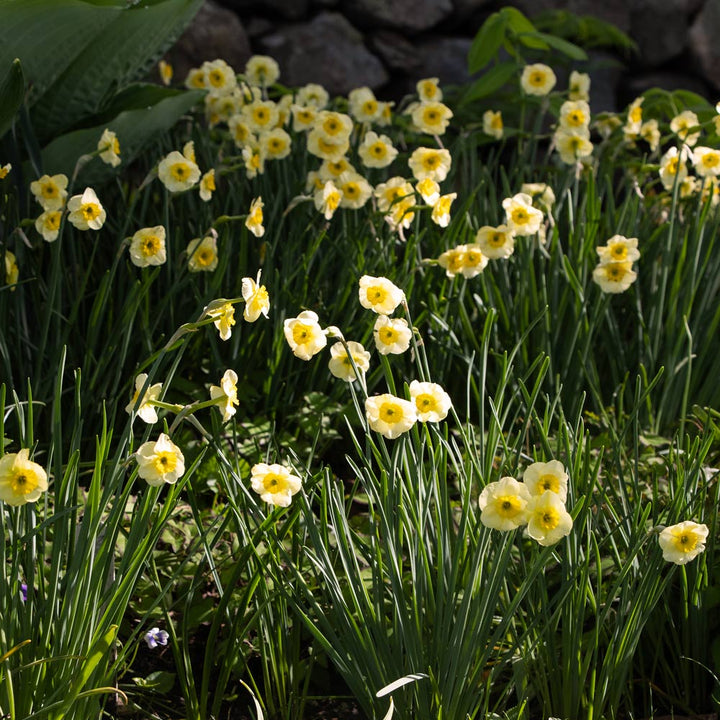 Narcissus 'Sun Disc'