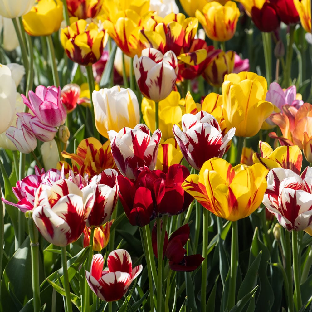 Rembrandt Tulip Mix