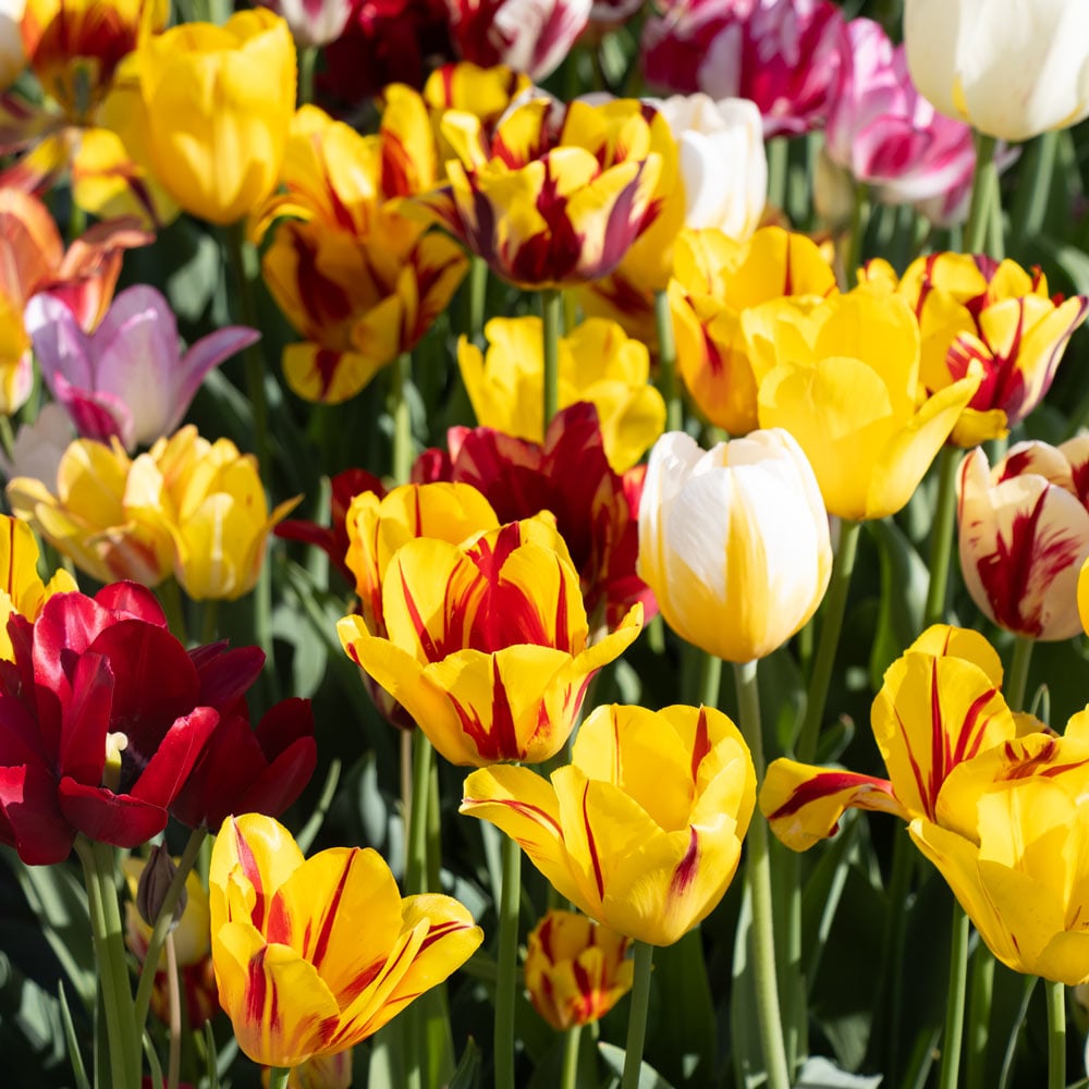 Rembrandt Tulip Mix