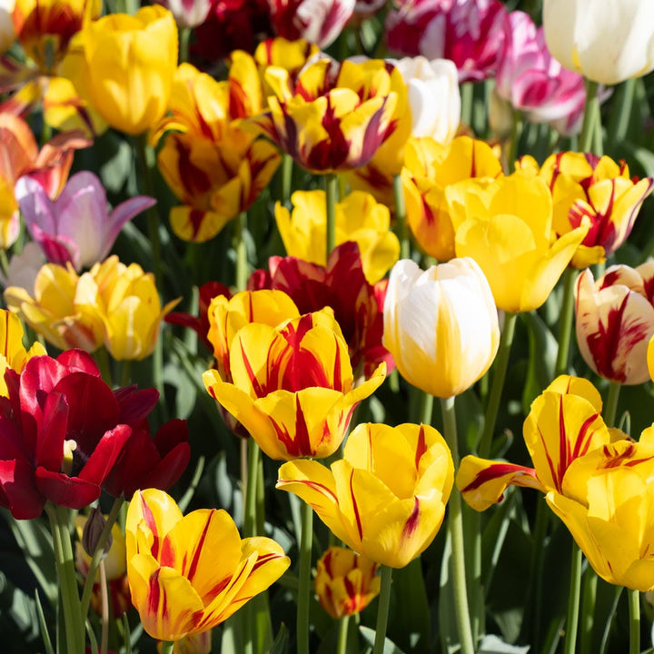 Rembrandt Tulip Mix