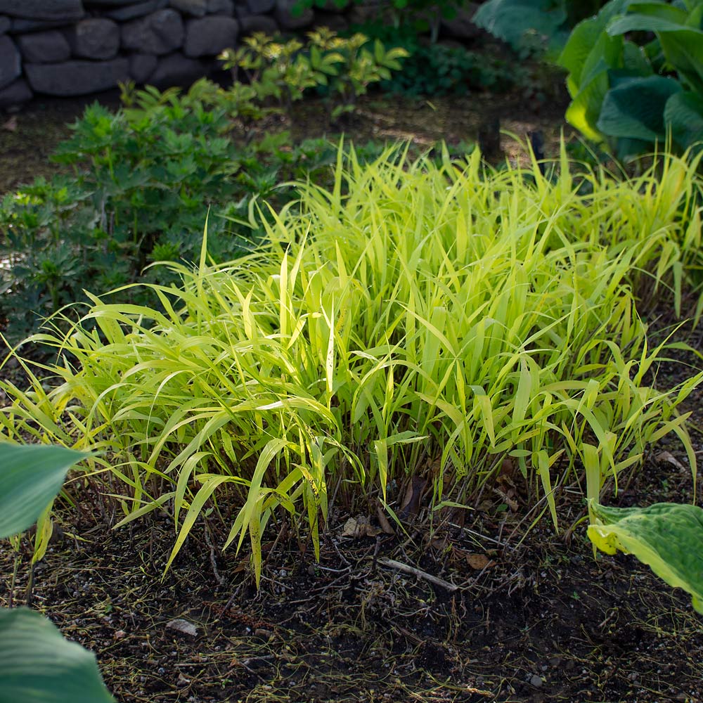 Hakonechloa macra 'All Gold'