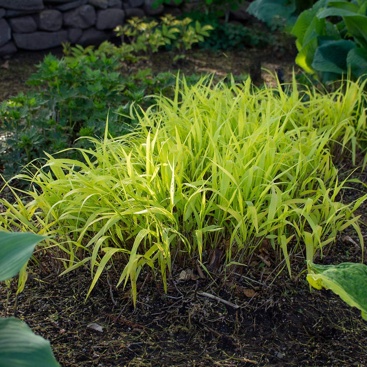 Hakonechloa macra 'All Gold'