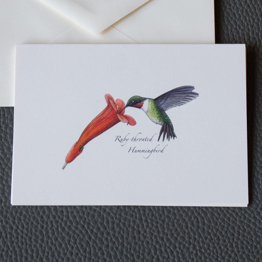 Hummingbird with Blossom Note Cards, Set of 8