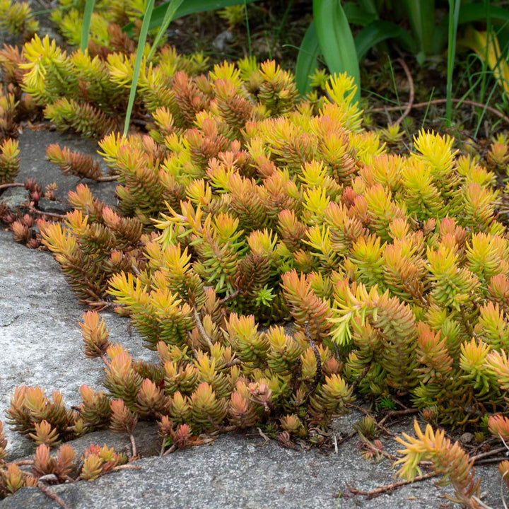 Sedum rupestre 'Angelina'