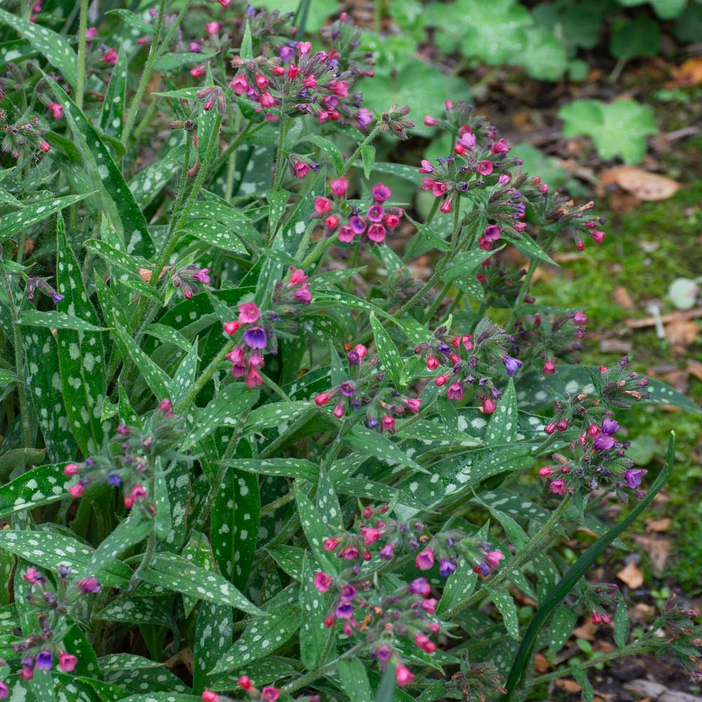 Pulmonaria 'Raspberry Splash'