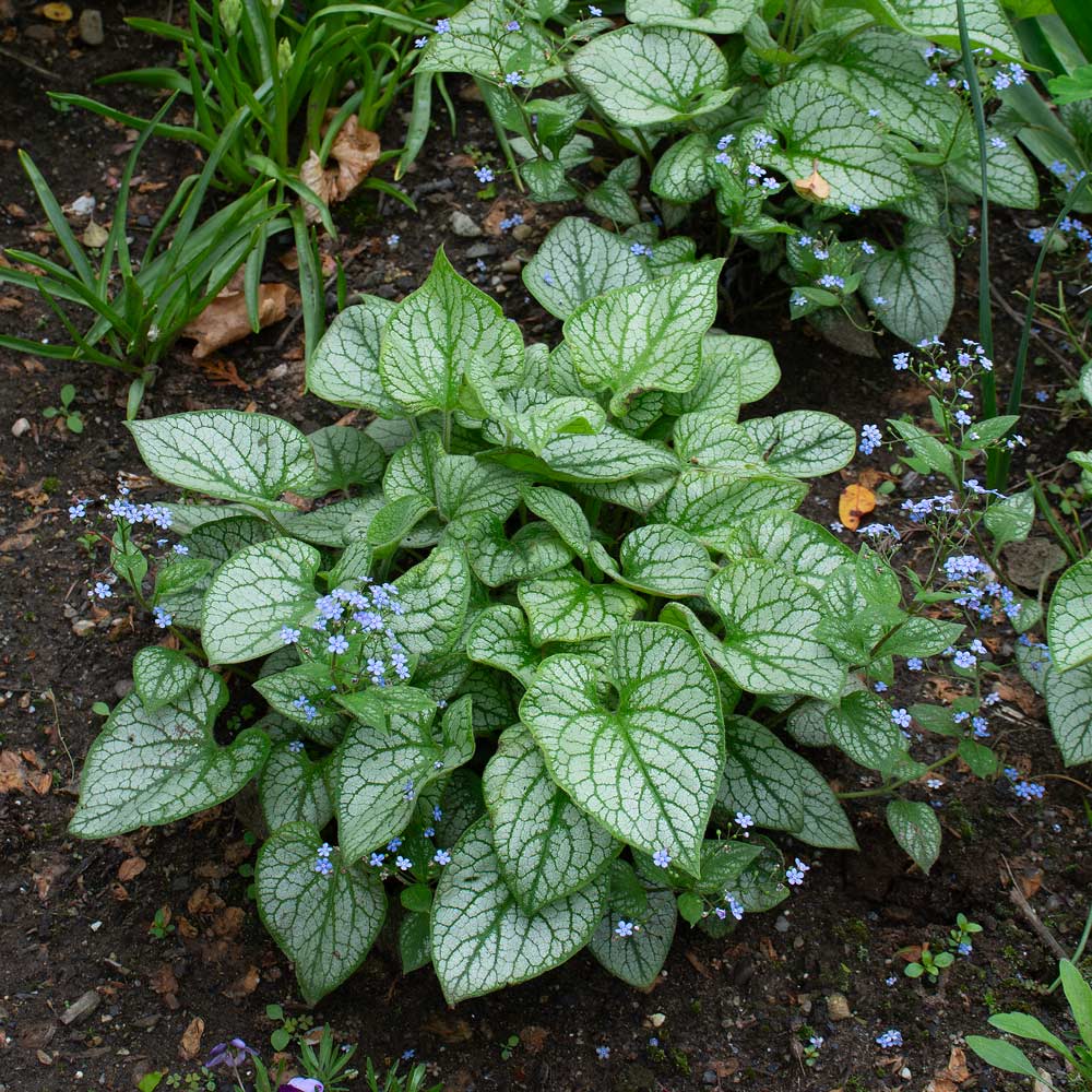Brunnera macrophylla 'Jack Frost'