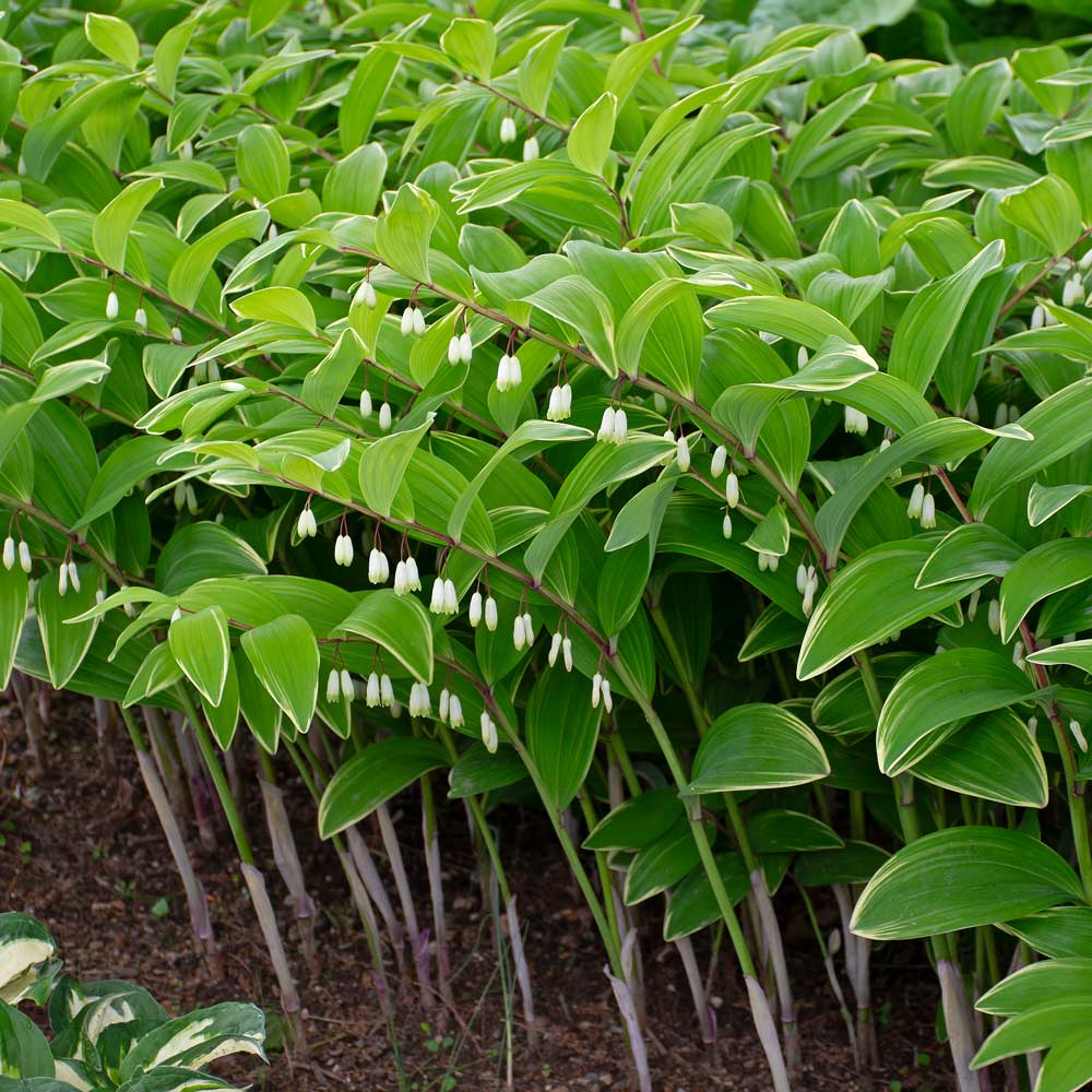 Polygonatum odoratum 'Variegatum'