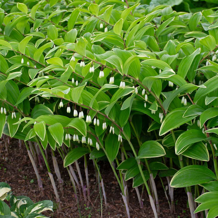 Polygonatum odoratum 'Variegatum'