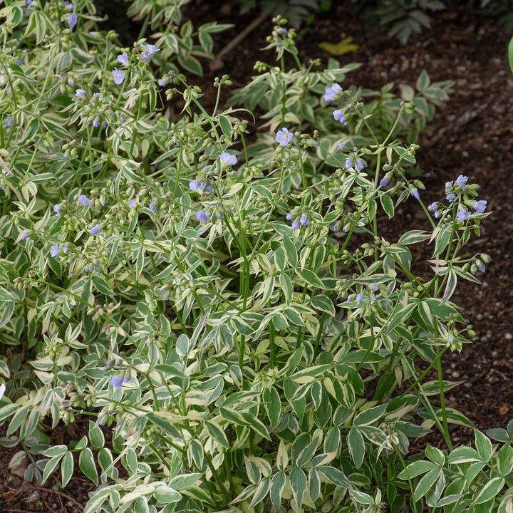 Polemonium reptans 'Stairway to Heaven'