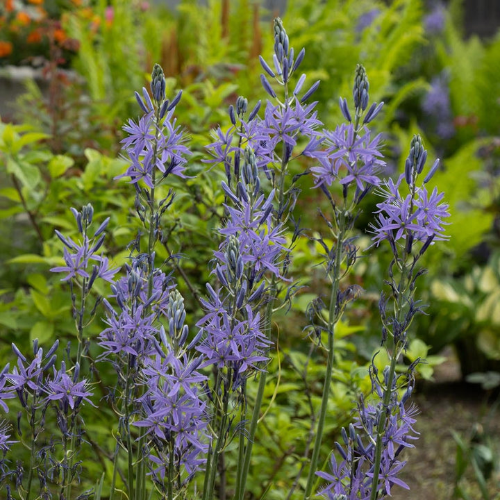 Camassia leichtlinii 'Blue Danube'