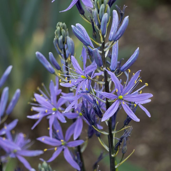 Camassia leichtlinii 'Blue Danube'