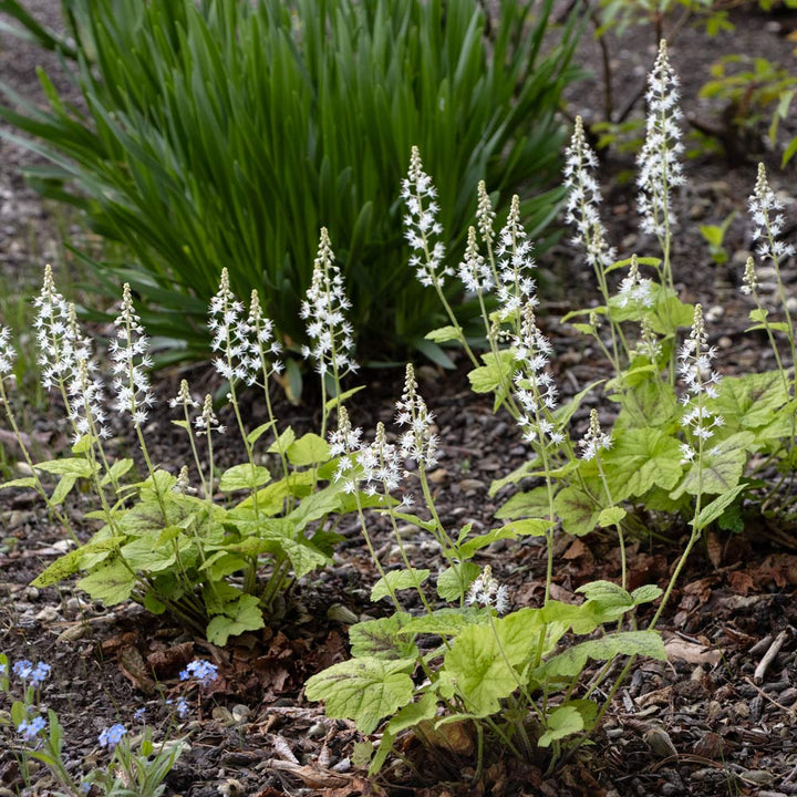 Tiarella cordifolia 'Running Tapestry'