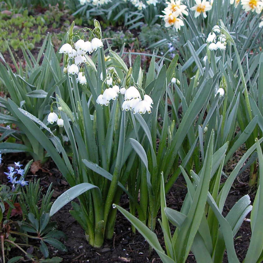 Leucojum aestivum 'Gravetye Giant'