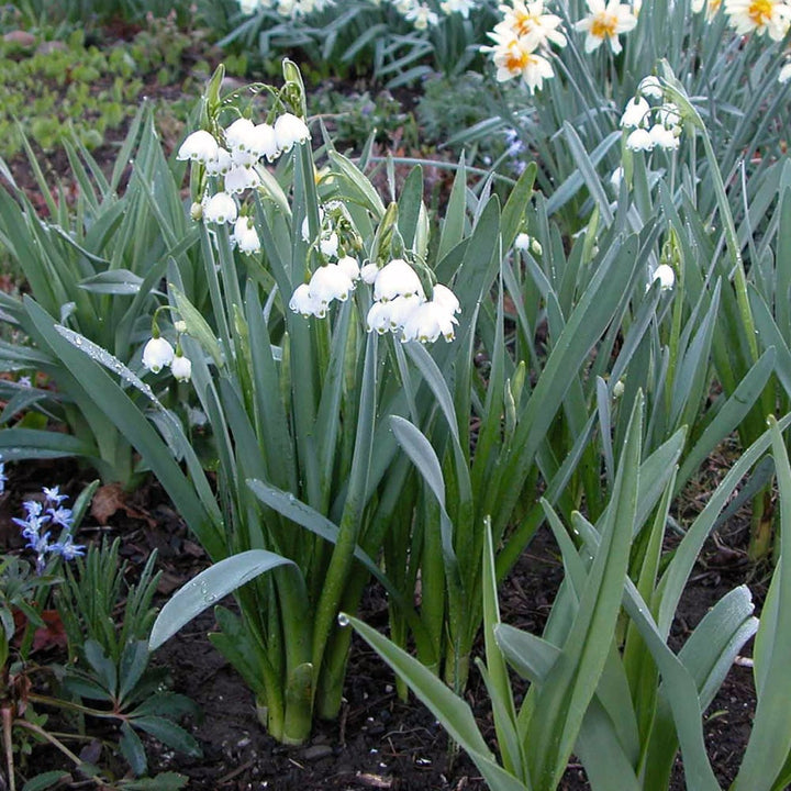 Leucojum aestivum 'Gravetye Giant'