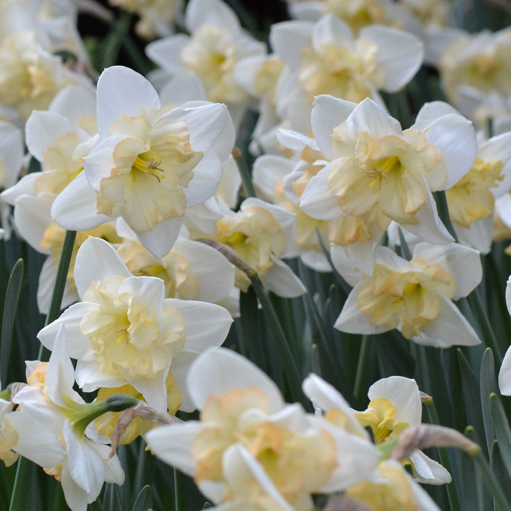 A Mix of Butterfly Daffodils